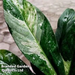Spathiphyllum 'Diamond' -Edible Flowers Sales Store SPAT DIAMOND W45798