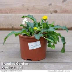 Stock 'Most Scented Mix' -Edible Flowers Sales Store STOC P6106 F