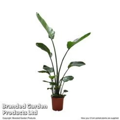 Strelitzia Nicolai -Edible Flowers Sales Store STRE NICOL21CM T52495