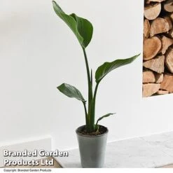 Strelitzia Nicolai -Edible Flowers Sales Store STRE NICOLAI T52492