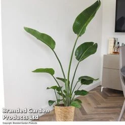 Strelitzia Nicolai -Edible Flowers Sales Store STRE NICOLAI T52496