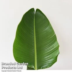 Strelitzia Nicolai -Edible Flowers Sales Store STRE NICOLAI T52498