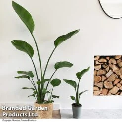 Strelitzia Nicolai -Edible Flowers Sales Store STRE NICOLAI T52500