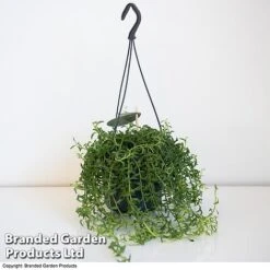 Senecio Peregrinus 'String Of Dolphins' -Edible Flowers Sales Store STRI DOLP D