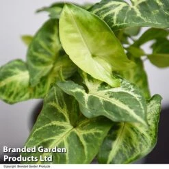 Syngonium 'Pixie' -Edible Flowers Sales Store SYNG PIXIE T48229