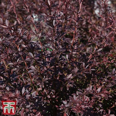 Berberis Thunbergii 'Red Dream' -Edible Flowers Sales Store T66076 BERB 1