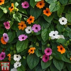 Thunbergia 'Sunny Susy Collection' -Edible Flowers Sales Store THUN TKA0225 B