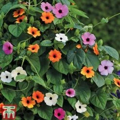 Thunbergia 'Sunny Susy Collection' -Edible Flowers Sales Store THUN TKA0225 C