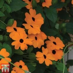 Thunbergia 'Sunny Susy Collection' -Edible Flowers Sales Store THUN TKA0225 D