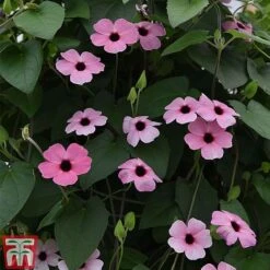 Thunbergia 'Sunny Susy Collection' -Edible Flowers Sales Store THUN TKA0225 F