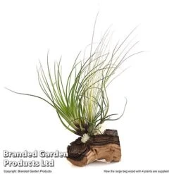Air Plant On Bog Wood -Edible Flowers Sales Store TILL BOGWOOD4P T48230