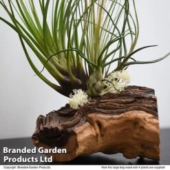 Air Plant On Bog Wood -Edible Flowers Sales Store TILL BOGWOOD4P T48233