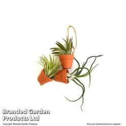 Air Plant Mini Pots On Rope -Edible Flowers Sales Store TILL MINIROPE3 T48839