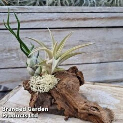 Air Plants (Tillandsia) On Mini Wooden Log -Edible Flowers Sales Store TILL MINIWOODE S45229B