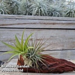 Air Plants (Tillandsia) On Mini Wooden Log -Edible Flowers Sales Store TILL MINIWOODE S45230A