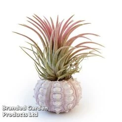 Air Plant (Tillandsia) In Sputnik Sea Urchin -Edible Flowers Sales Store TILL SPUTNIKSE W46925