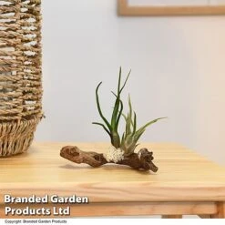 Air Plants (Tillandsia) On Mini Wooden Log -Edible Flowers Sales Store TILL WOODENLOG T47201