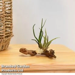 Air Plants (Tillandsia) On Mini Wooden Log -Edible Flowers Sales Store TILL WOODENLOG T47202