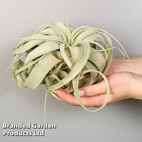 Air Plant (Tillandsia) Xerographica 2 Air Plant (Tillandsia) Xerographica -Edible Flowers Sales Store TILL XEROGRAPH W48804