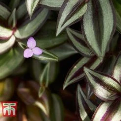 Tradescantia Zebrina 15 Tradescantia Zebrina -Edible Flowers Sales Store TRAD TKA2955 C