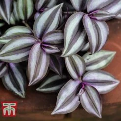 Tradescantia Zebrina 11 Tradescantia Zebrina -Edible Flowers Sales Store TRAD TKA2955 D