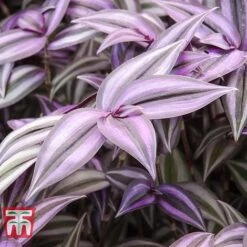Tradescantia Zebrina 16 Tradescantia Zebrina -Edible Flowers Sales Store TRAD TKA2955 E