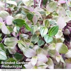 Tradescantia Albilfora 'Tricolor Rosa' -Edible Flowers Sales Store TRAD TRICOLOR T44793