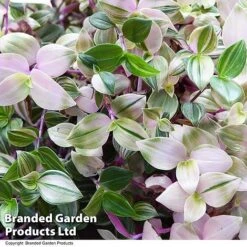 Tradescantia Albilfora 'Tricolor Rosa' -Edible Flowers Sales Store TRAD TRICOLOR T44794