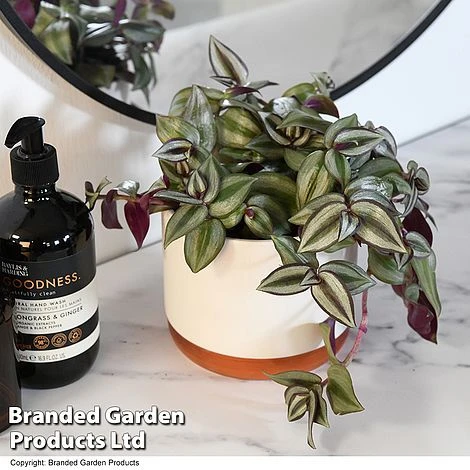 Tradescantia Zebrina -Edible Flowers Sales Store TRAD ZEBRI12CM T48394