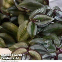 Tradescantia Zebrina 10 Tradescantia Zebrina -Edible Flowers Sales Store TRAD ZEBRI12CM T48395