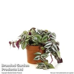Tradescantia Zebrina 14 Tradescantia Zebrina -Edible Flowers Sales Store TRAD ZEBRI12CM T48398