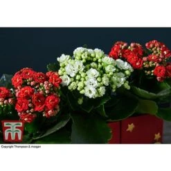 Train Set - Gift -Edible Flowers Sales Store TRAI WGKB7083 D