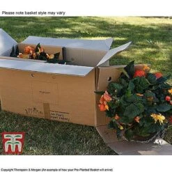 Sherbet Lemon -Edible Flowers Sales Store TUTT KB3436 DD2