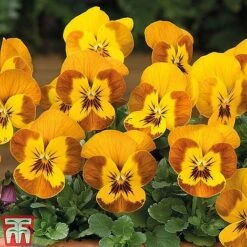 Winter Favourites Bedding Collection -Edible Flowers Sales Store WINT wkc2523 E