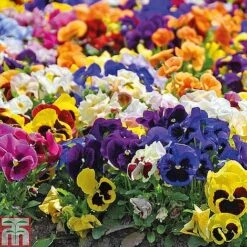 Winter Favourites Bedding Collection -Edible Flowers Sales Store WINT wkc2523 F
