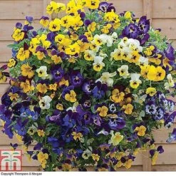 Winter Favourites Bedding Collection -Edible Flowers Sales Store WINT wkc2523 G
