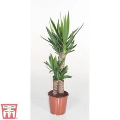 Yucca Elephantipes -Edible Flowers Sales Store YUCC TKA2956 B