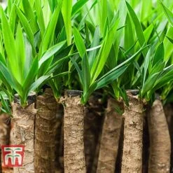 Yucca Elephantipes -Edible Flowers Sales Store YUCC TKA2956 D