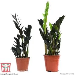 Zamioculcas Zamiifolia Raven -Edible Flowers Sales Store ZAM KB3238 B