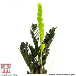 Zamioculcas Zamiifolia Raven -Edible Flowers Sales Store ZAMI KB3238 C