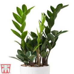 Zamioculcas Zamiifolia -Edible Flowers Sales Store ZAMI TKA2958 B