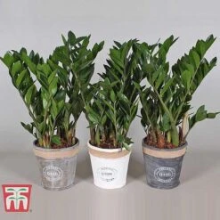 Zamioculcas Zamiifolia -Edible Flowers Sales Store ZAMI TKA2958 D