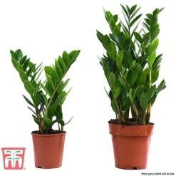 Zamioculcas Zamiifolia -Edible Flowers Sales Store ZAMI TKA2958 E