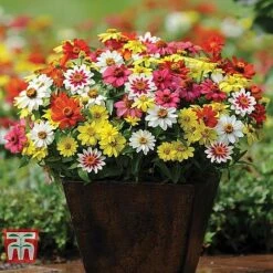 Garden Ready Bumper Collection -Edible Flowers Sales Store ZINN T67468 B12