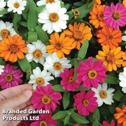 Zinnia 'Profusion Mixed' -Edible Flowers Sales Store ZINN PROFUSION S51313