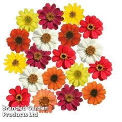 Zinnia 'Profusion Mixed' -Edible Flowers Sales Store ZINN PROFUSION S51314