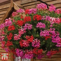 Geranium 'Balcon Mix'