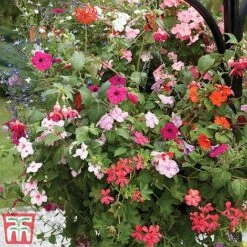 Pre-Planted Hanging Basket Mix -Edible Flowers Sales Store basket41