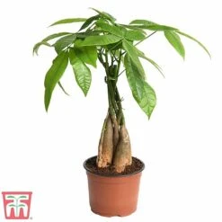 Pachira Aquatica Tree With Braided Stem -Edible Flowers Sales Store braid