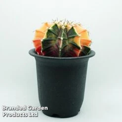 Cactus Gymnocalycium Mihanovichii F. Variegata Mixed -Edible Flowers Sales Store cacts